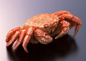 横浜市港北区綱島にある伝説のすた丼屋綱島店の魅力と店舗情報